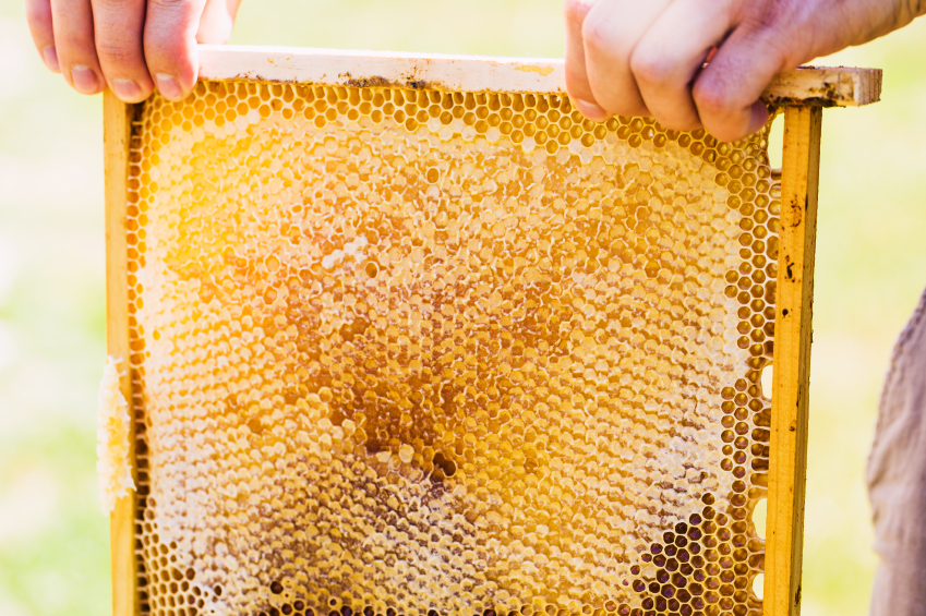 Harvesting Honey From Your Hive Blain's Farm & Fleet Blog