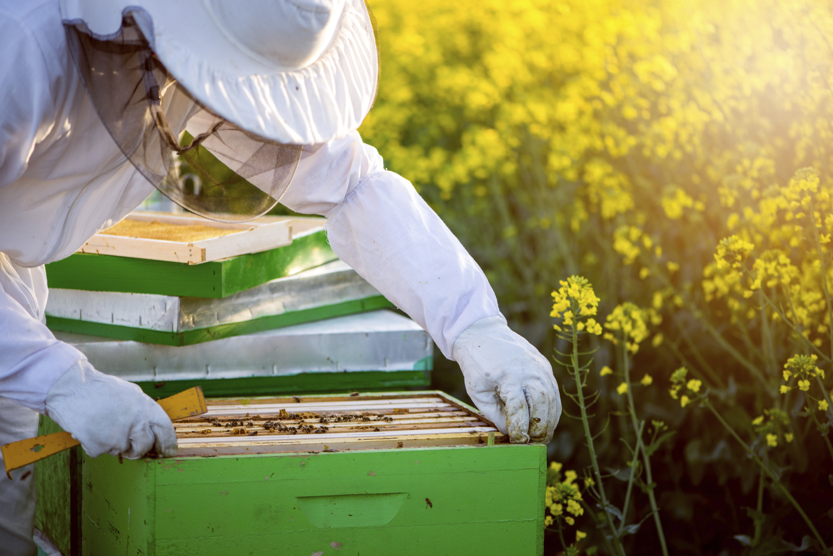 How to Start a New Bee Colony | Blain's Farm & Fleet Blog