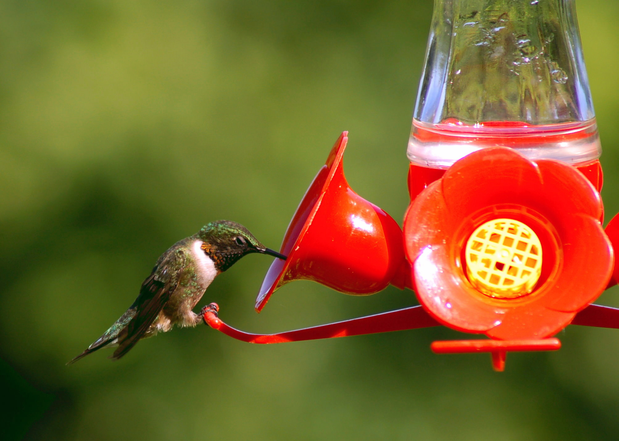 Hummingbird Feeders Guide | Blain's Farm & Fleet Blog